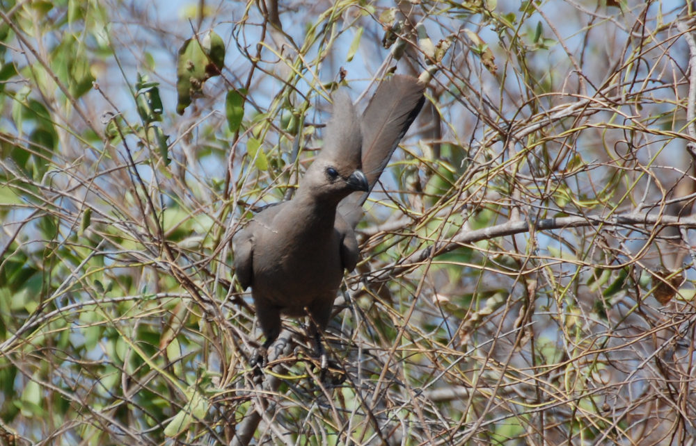 dal Sud Africa: Corythaixoides concolor